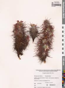 Карагана гривастая, Верблюжий хвост (Pall.) Poir., Сибирь, Чукотка и Камчатка (S7) (Россия)