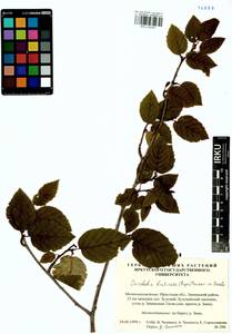 Ольховник кустарниковый, Ольха кустарниковая (Rupr.) Raus, Сибирь, Прибайкалье и Забайкалье (S4) (Россия)