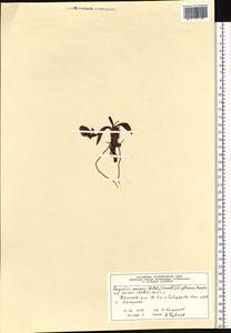 Lagotis glauca subsp. minor (Willd.) Hultén, Сибирь, Центральная Сибирь (S3) (Россия)