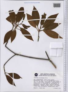 Illicium floridanum Ellis, Америка (AMER) (США)