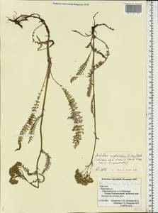 Achillea millefolium var. nigrescens E. Mey., Восточная Европа, Северный район (E1) (Россия)
