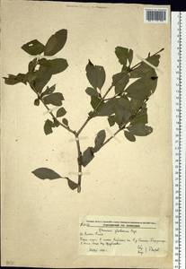 Rhamnus rugulosa Hemsl., Сибирь, Дальний Восток (S6) (Россия)
