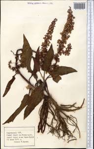 Щавель, Средняя Азия и Казахстан, Северный и Центральный Тянь-Шань (M4) (Киргизия)