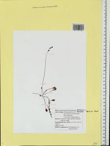 Drosera ×obovata Mert. & W. D. J. Koch, Восточная Европа, Центральный район (E4) (Россия)