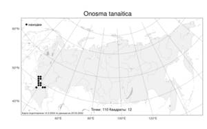 Onosma tanaitica, Оносма простейшая L., Атлас флоры России (FLORUS) (Россия)