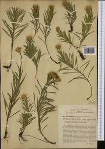 Pentanema ensifolium (L.) D. Gut. Larr., Santos-Vicente, Anderb., E. Rico & M. M. Mart. Ort., Западная Европа (EUR) (Италия)