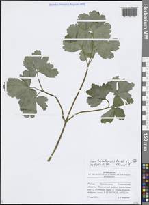 Лазурник трехлопастный (L.) Borkh., Восточная Европа, Средневолжский район (E8) (Россия)