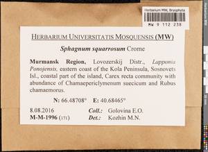 Sphagnum squarrosum Crome, Гербарий мохообразных, Мхи - Карелия, Ленинградская и Мурманская области (B4) (Россия)