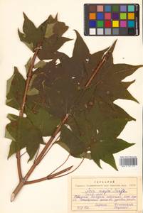 Клен Майра (Schwer.) H.Ohashi, Сибирь, Дальний Восток (S6) (Россия)