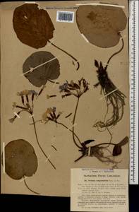 Primula megaseifolia Boiss. & Balansa ex Boiss., Кавказ, Грузия (K4) (Грузия)