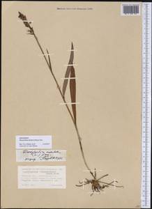 Dactylorhiza maculata subsp. fuchsii (Druce) Hyl., Сибирь, Западная Сибирь (S1) (Россия)