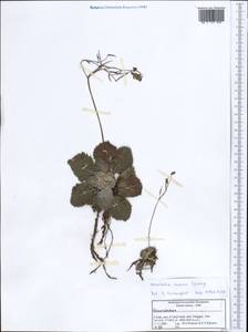 Henckelia incana (Vahl) Spreng., Зарубежная Азия (ASIA) (Индия)