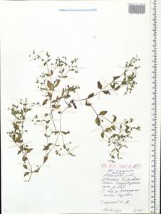 Мерингия трехжилковая (L.) Clairv., Восточная Европа, Белоруссия (E3a) (Белоруссия)