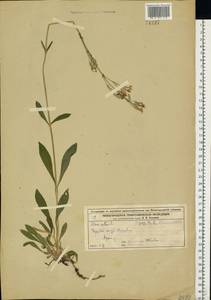 Смолевка поникшая L., Восточная Европа, Волжско-Камский район (E7) (Россия)