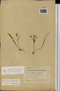 Гусиный лук желтый (L.) Ker Gawl., Восточная Европа, Белоруссия (E3a) (Белоруссия)