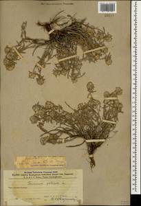 Дубровник белый, Дубровник беловойлочный L., Кавказ, Азербайджан (K6) (Азербайджан)