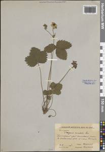 Земляника восточная Losinsk., Сибирь, Дальний Восток (S6) (Россия)