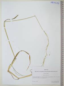 KHA9523, Пырейник сибирский L., Сибирь, Дальний Восток (S6) (Россия)