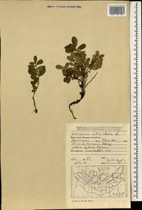 Брусника обыкновенная L., Монголия (MONG) (Монголия)