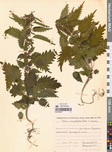 Urtica dioica var. holosericea Fr., Сибирь, Чукотка и Камчатка (S7) (Россия)