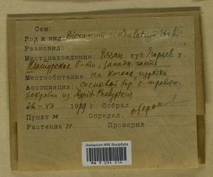 Dicranum polysetum Sw., Гербарий мохообразных, Мхи - Москва и Московская область (B6a) (Россия)