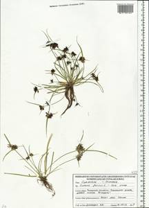 Сыть бурая L., Восточная Европа, Белоруссия (E3a) (Белоруссия)