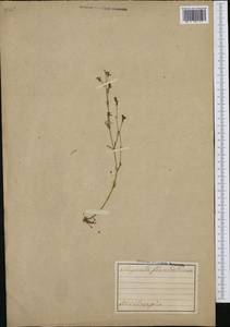 Asperula aristata L.f., Западная Европа (EUR) (Швейцария)