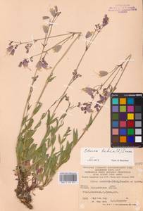 Смолевка обыкновенная, Хлопушка (Moench) Garcke, Восточная Европа, Западно-Украинский район (E13) (Украина)