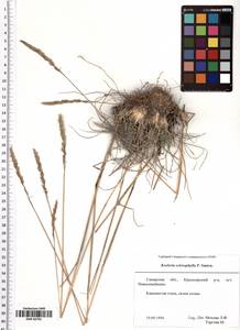 Koeleria macrantha subsp. macrantha, Восточная Европа, Средневолжский район (E8) (Россия)