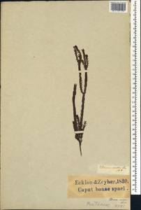 Diosma oppositifolia L., Африка (AFR) (ЮАР)