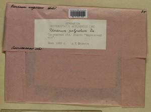 Dicranum polysetum Sw., Гербарий мохообразных, Мхи - Центральное Нечерноземье (B6) (Россия)