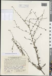 Липучка бородчатая (M.Bieb.) Menyh., Кавказ, Дагестан (K2) (Россия)