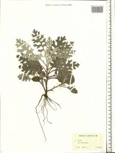 Jacobaea maritima subsp. maritima, Восточная Европа, Центральный район (E4) (Россия)
