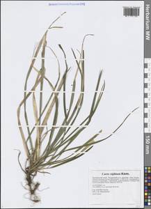 Осока мечевидная Kom., Сибирь, Дальний Восток (S6) (Россия)