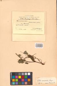Виноград амурский Rupr., Сибирь, Дальний Восток (S6) (Россия)