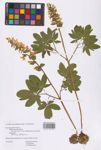 Хохлатка полая (L.) Schweigg. & Körte, Восточная Европа, Центральный лесостепной район (E6) (Россия)