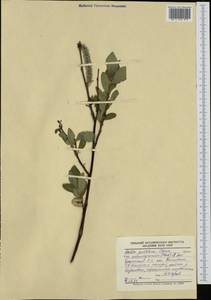 Salix pulchra subsp. pulchra, Сибирь, Чукотка и Камчатка (S7) (Россия)