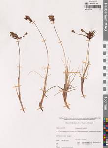 Anthoxanthum monticola (Bigelow) Veldkamp, Сибирь, Чукотка и Камчатка (S7) (Россия)