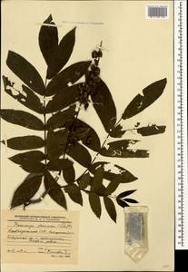 Pterocarya fraxinifolia (Poir.) Spach, Кавказ, Азербайджан (K6) (Азербайджан)