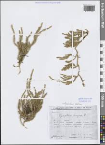 Spinulum annotinum subsp. dubium (Zoëga) J.H.Xue, Chepinoga & K.P.Ma, Сибирь, Якутия (S5) (Россия)