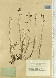 Колокольчик круглолистный L., Сибирь, Алтай и Саяны (S2) (Россия)