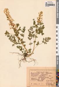 Corydalis pallida (Thunb.) Pers., Сибирь, Дальний Восток (S6) (Россия)