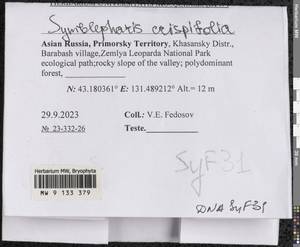 Symblepharis crispifolia (Mitt.) Fedosov, M. Stech & Ignatov, Гербарий мохообразных, Мхи - Дальний Восток (без Чукотки и Камчатки) (B20) (Россия)