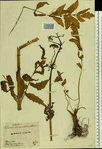 Valeriana excelsa subsp. sambucifolia (J. C. Mikan ex Pohl) Holub, Восточная Европа, Северо-Украинский район (E11) (Украина)