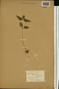 Черноголовка обыкновенная L., Восточная Европа, Центральный лесостепной район (E6) (Россия)