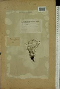 Костенец северный (L.) Hoffm., Сибирь и Дальний Восток (без точных местонахождений) (S0) (Россия)