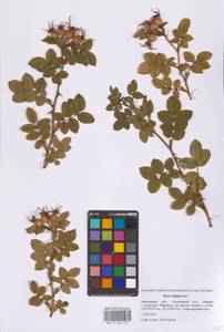 Шиповник ржаво-красный L., Восточная Европа, Московская область и Москва (E4a) (Россия)