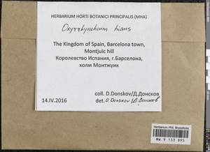 Oxyrrhynchium hians (Hedw.) Loeske, Гербарий мохообразных, Мхи - Западная Европа (BEu) (Испания)
