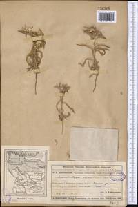 Echinops acantholepis Jaub. & Spach, Средняя Азия и Казахстан, Муюнкумы, Прибалхашье и Бетпак-Дала (M9) (Казахстан)
