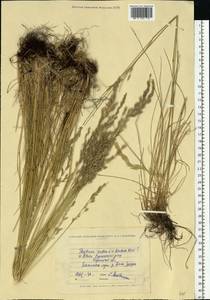 Овсяница красная L., Восточная Европа, Северо-Украинский район (E11) (Украина)